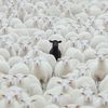 Kambing hitam