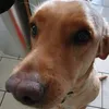 george.the.sigma5