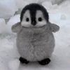 ndaaw_epep