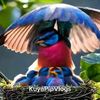 zulfan.efendy67