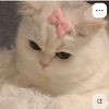 littlecat724