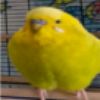 pea_cat
