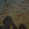 frii_dandelions