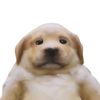 Sadog