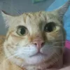 meomeo2k900