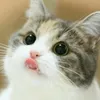 .art6978