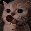 baby_catty_
