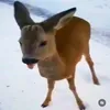 chaniiyo