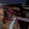 _xeo12