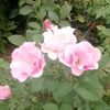 irma.nafijah4