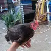 rozhak27