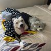 isabellathepitty