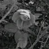 angela126_2