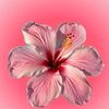 feriel.boudhaouia