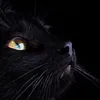 luna.beelzebub