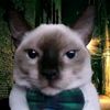 nachitto.gamer