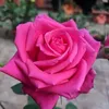 zulimar.araujo7