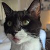 catchaoschronicle