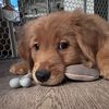 brockyourdog