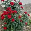 fatma.soylu34
