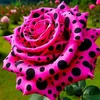 fatma.ali3045