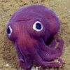 squidude010