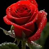 user4442990148121