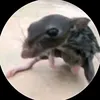 chapulim_