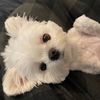 Pet HOMe5188
