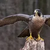 munajee244