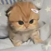 o.hng3166