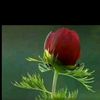 user3811780205492