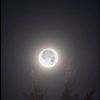 moonlightdiarys