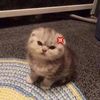 😾