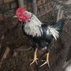 kandang.ayam.anelka.farm