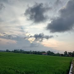 tunggal.lele_farm