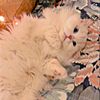 lilyyy_rania
