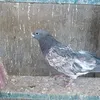 adaskc