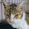 helpsavepatch