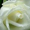 user3131739681240