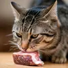 Funny Pets