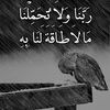 samihea.mohmued