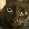 catrevived
