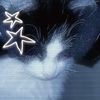 amoalosgatos053