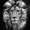 focusedmotivation8