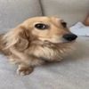 imtryingdad