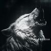 wolf61611997