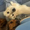 milothedachshundx