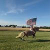 rylee_with_the_horses