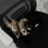 pcocats